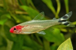 Tetra rodosthomus — 2